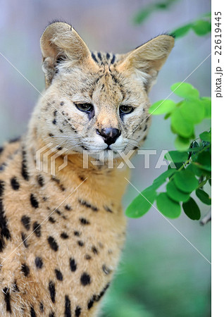 Serval cat (Felis serval)の写真素材 [22619445] - PIXTA