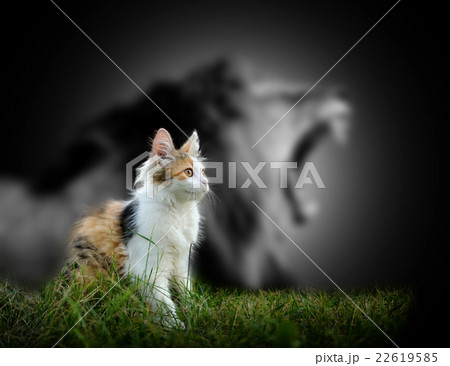 Cat with lion shadow 22619585