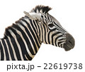 Zebra head vector 22619738