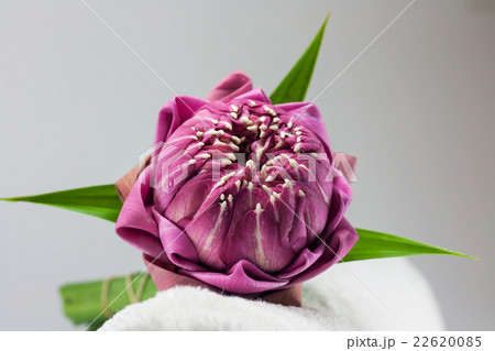 pink lotus flower on white background 22620085