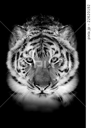 Tiger on dark background Tiger on dark background 22620192