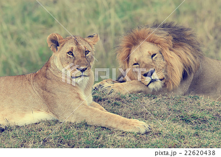 Close lion in National park of Kenya 22620438