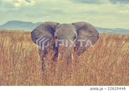 Elephant 22620446