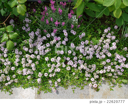 ハーブガーデン ハーブガーデン 22620777