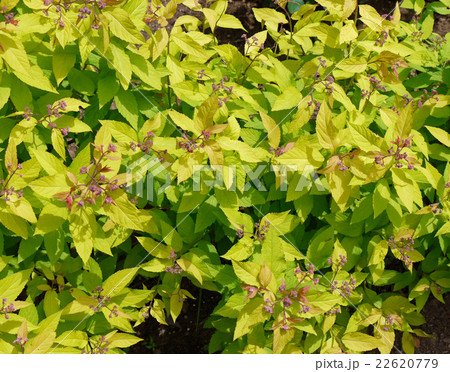 オウゴンシモツケ オウゴンシモツケ 22620779