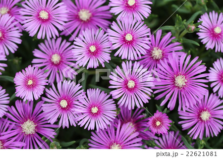 マツバギク 22621081