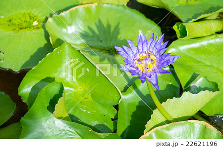 purple lotus blossom 22621196