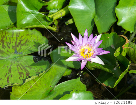 purple lotus blossom 22621199