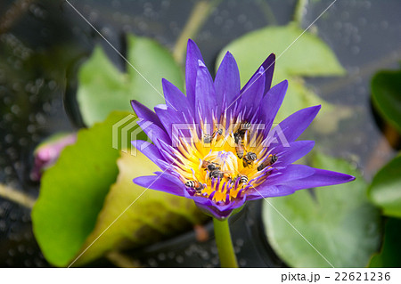 purple lotus blossom 22621236