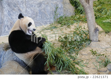 パンダ 22621371