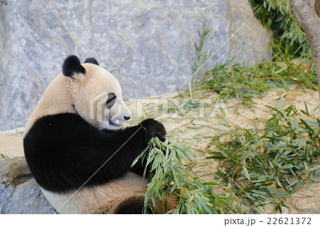 パンダ パンダ 22621372