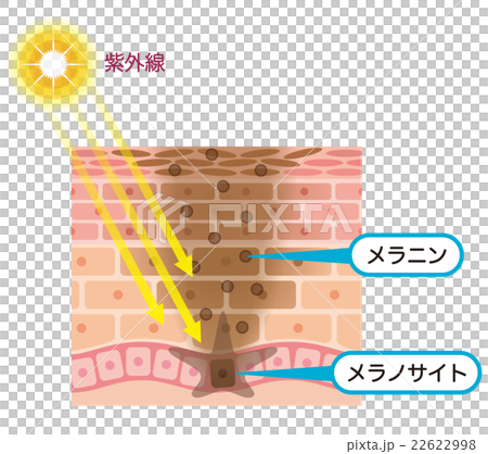 皮膚結構Simmelanin 皮膚結構Simmelanin 22622998