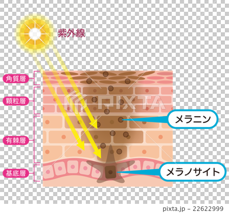 肌の仕組み　シミ　メラニン 22622999