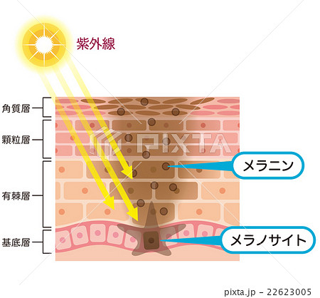 肌の仕組み シミ メラニン 肌の仕組み シミ メラニン 22623005