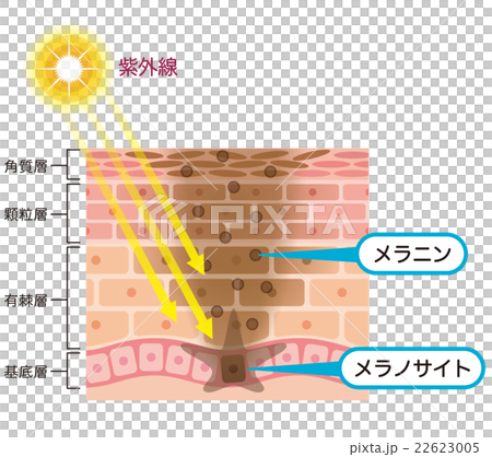 肌の仕組み シミ メラニン 肌の仕組み シミ メラニン 22623005