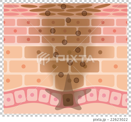 皮膚結構Simmelanin 22623022