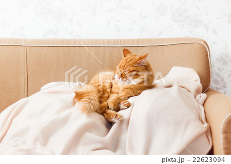 Cute ginger cat lying on a beige couch. Cute ginger cat lying on a beige couch. 22623094