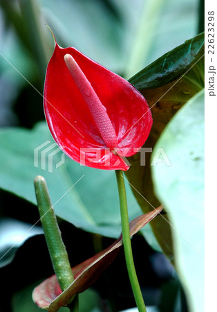 Lotus Flower in a pond (flor) Lotus Flower in a pond (flor) 22623298
