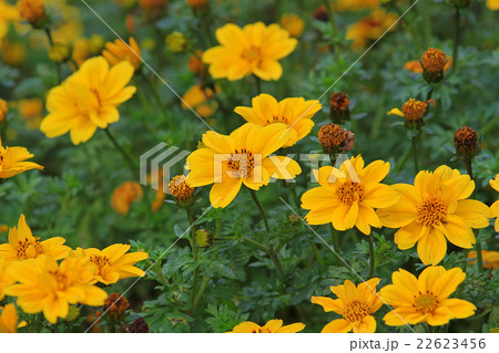 ビデンス 22623456