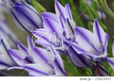 ブローディア 22623457