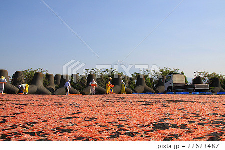 桜エビの天日干し 22623487