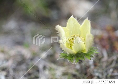 ツクモグサ 22623854