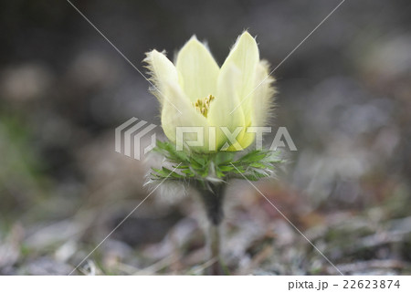 ツクモグサ 22623874