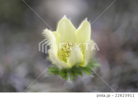 ツクモグサ ツクモグサ 22623911