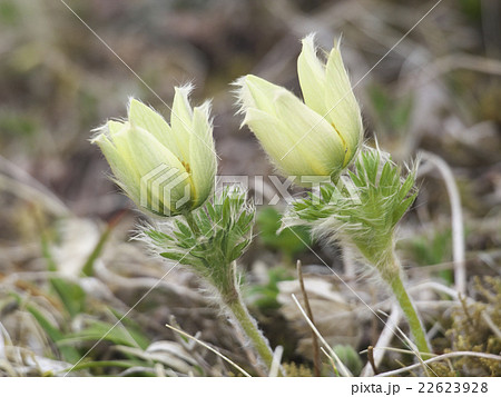 ツクモグサ 22623928