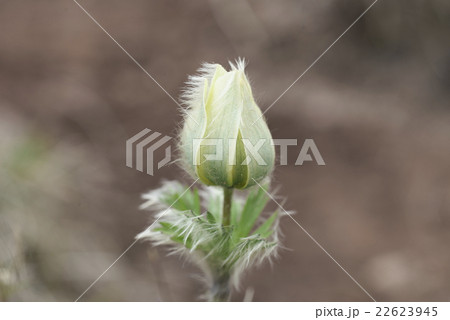ツクモグサ 22623945
