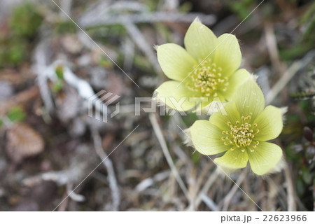 ツクモグサ 22623966