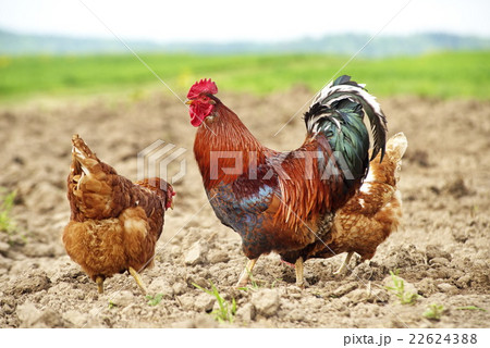 free-range chicken and a handsome rooster 22624388