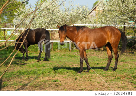 beautifulhorse on a meadow 22624391