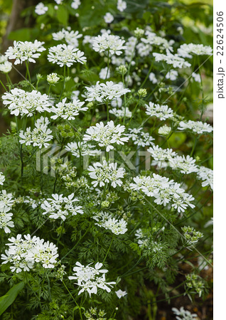 花壇に咲くオルレアヒエルスホワイトの花の写真素材