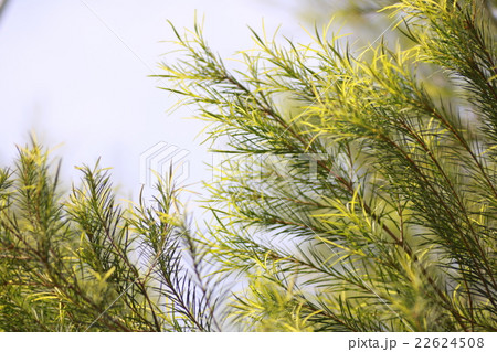 ティートリー 22624508