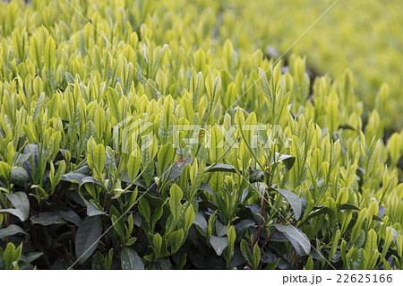 三芳町上富の狭山茶 三芳町上富の狭山茶 22625166