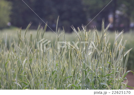 三芳町上富の麦畑 22625170