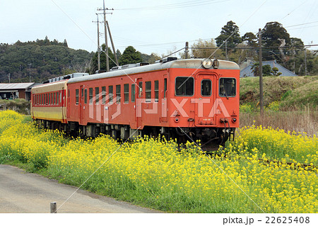 菜の花沿線を駆けるいすみ鉄道キハ52 22625408