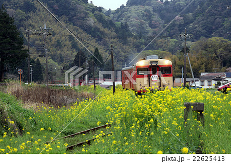 菜の花をかき分け走るいすみ鉄道キハ28 菜の花をかき分け走るいすみ鉄道キハ28 22625413