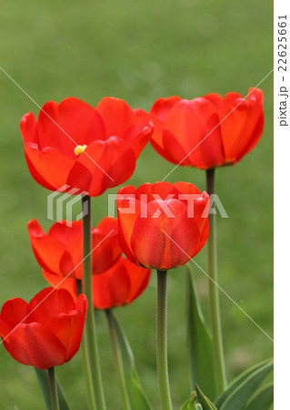 春、緑の芝生をバックに咲く、満開の赤い6本のチューリップ 22625661