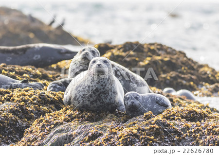 ゼニガタアザラシ10 ゼニガタアザラシ10 22626780