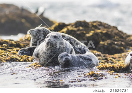 ゼニガタアザラシ14 22626784
