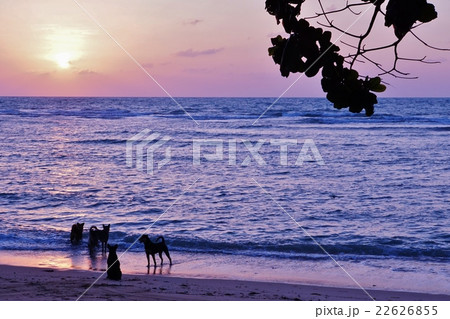 Samui island beach, Thailand（タイ、サムイ島ビーチ） 22626855