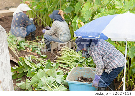 ターンム収穫 22627113