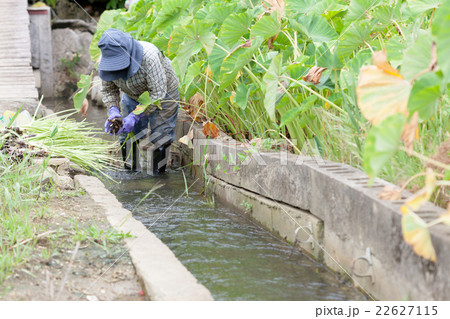 ターンム　収穫 22627115
