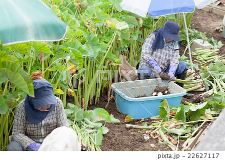 ターンム 収穫 ターンム 収穫 22627117