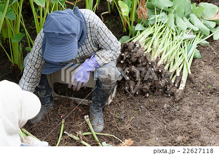 ターンム　収穫 22627118