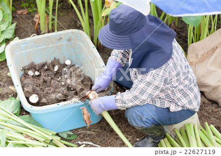 ターンム　収穫 22627119