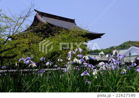 宮地嶽神社の江戸菖蒲 宮地嶽神社の江戸菖蒲 22627590