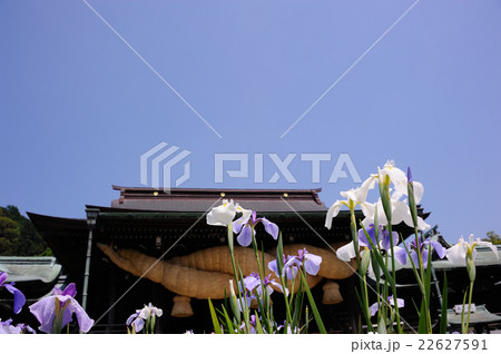 宮地嶽神社の江戸菖蒲 宮地嶽神社の江戸菖蒲 22627591